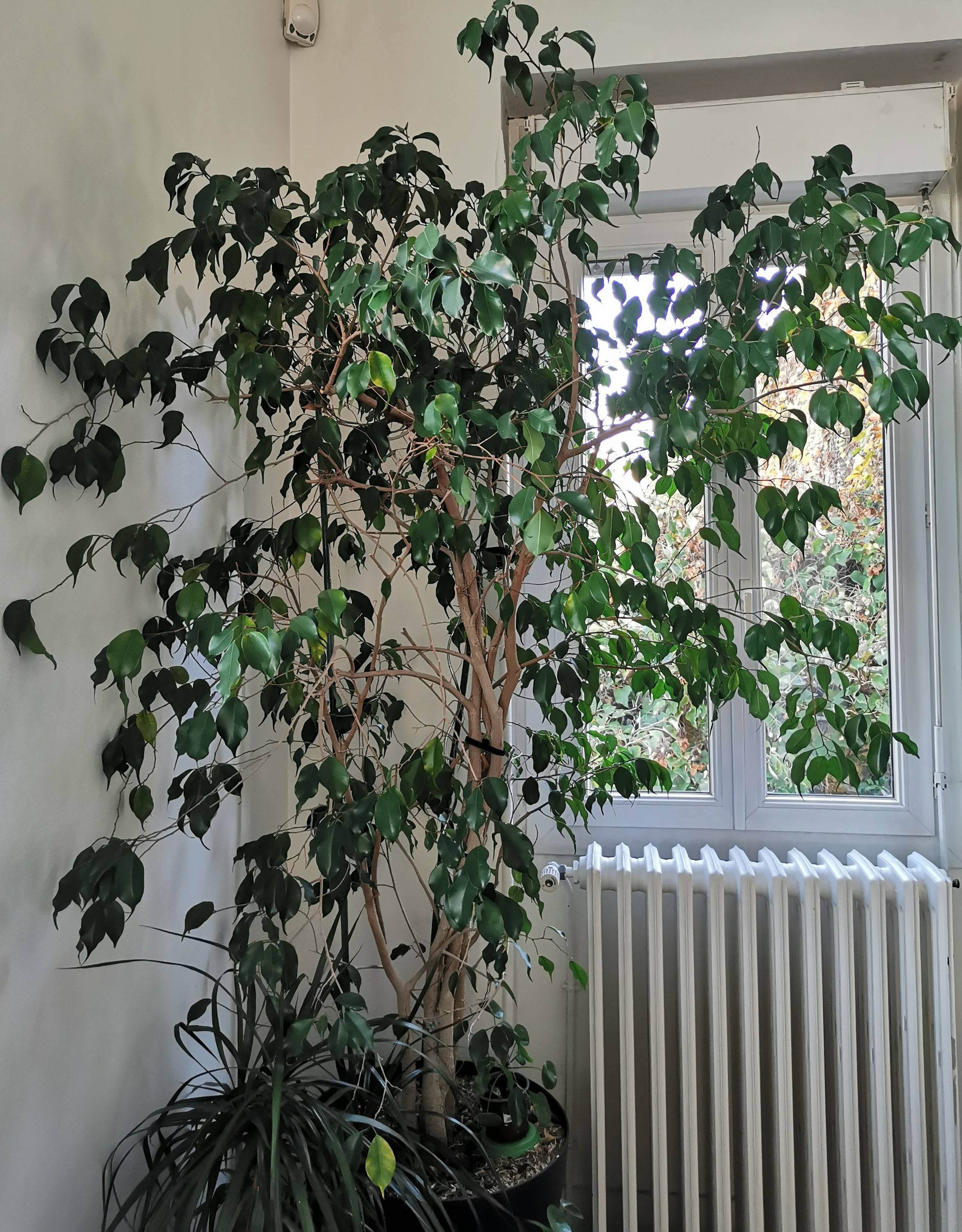 Vends Ficus Benjamina