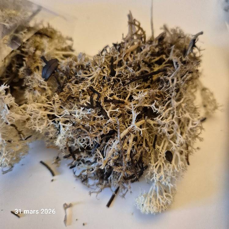 Vends mousse ou lichen d’Islande, vert foncé et naturel, 100 grammes