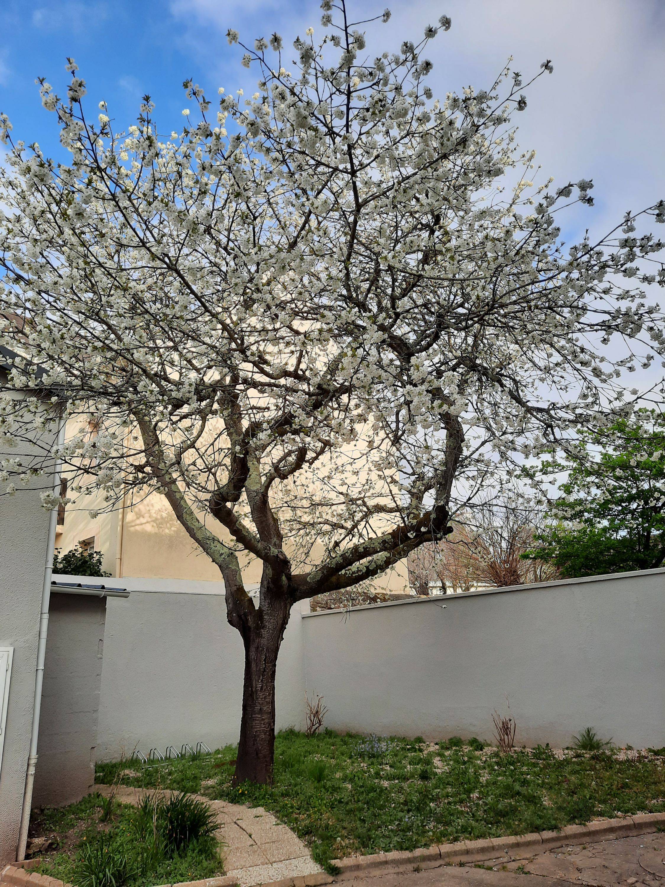 Une photo de l’annonce