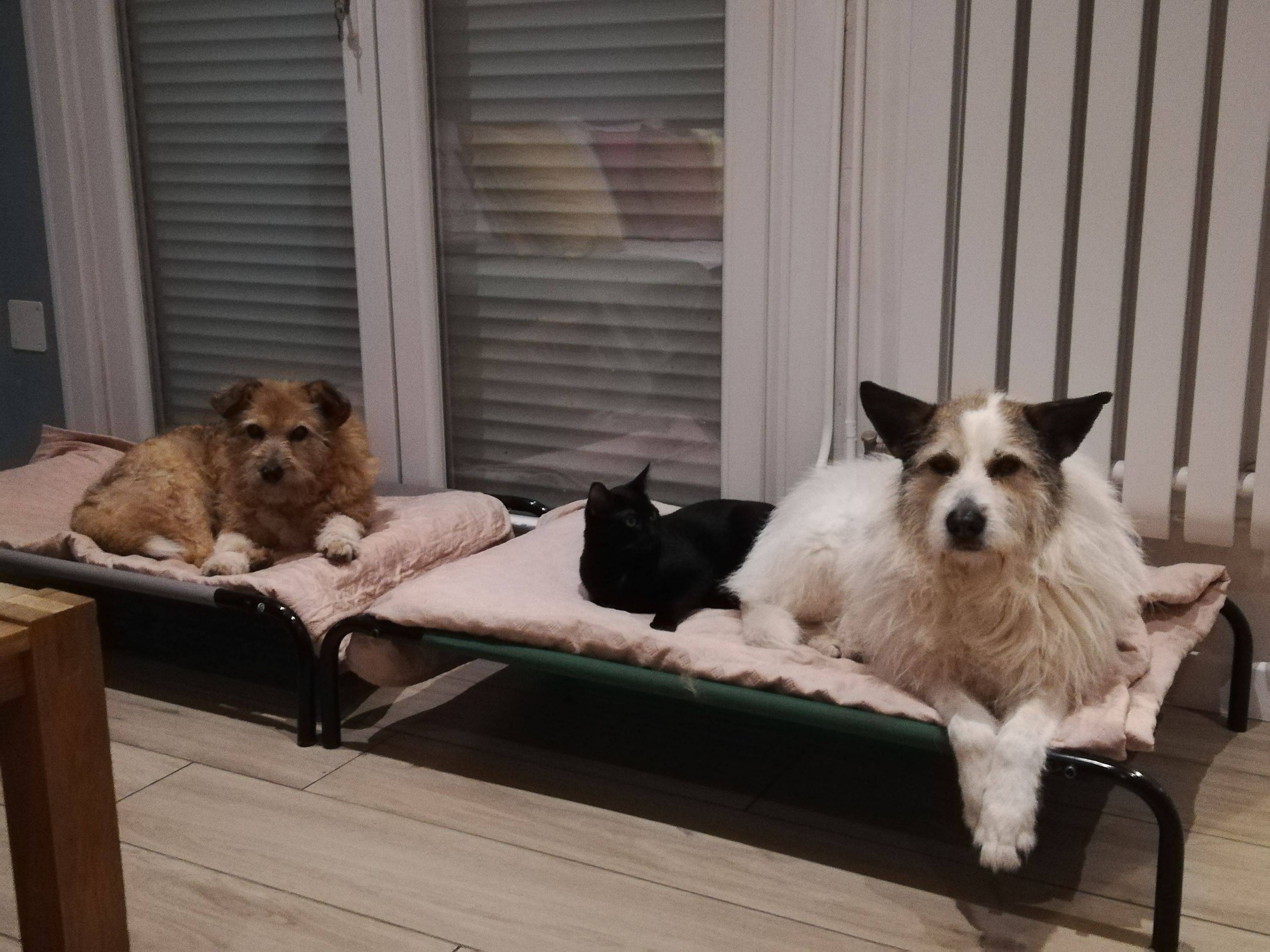 Propose garde d’animaux