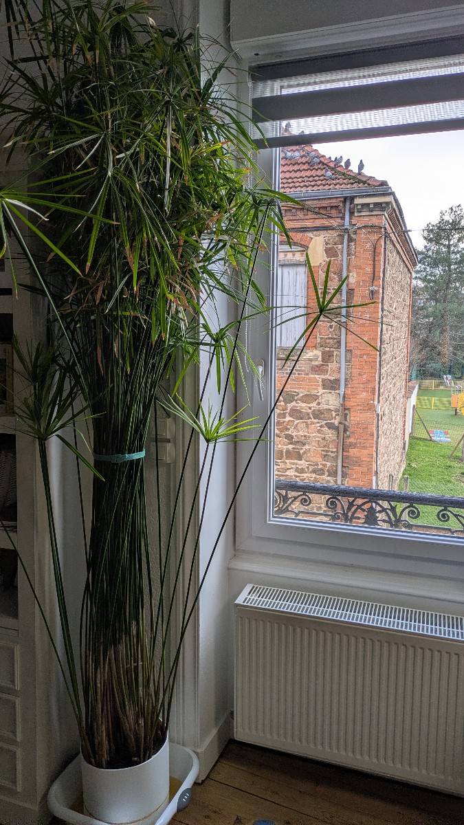 Magnifique plante papyrus de très grande taille et en parfaite santé