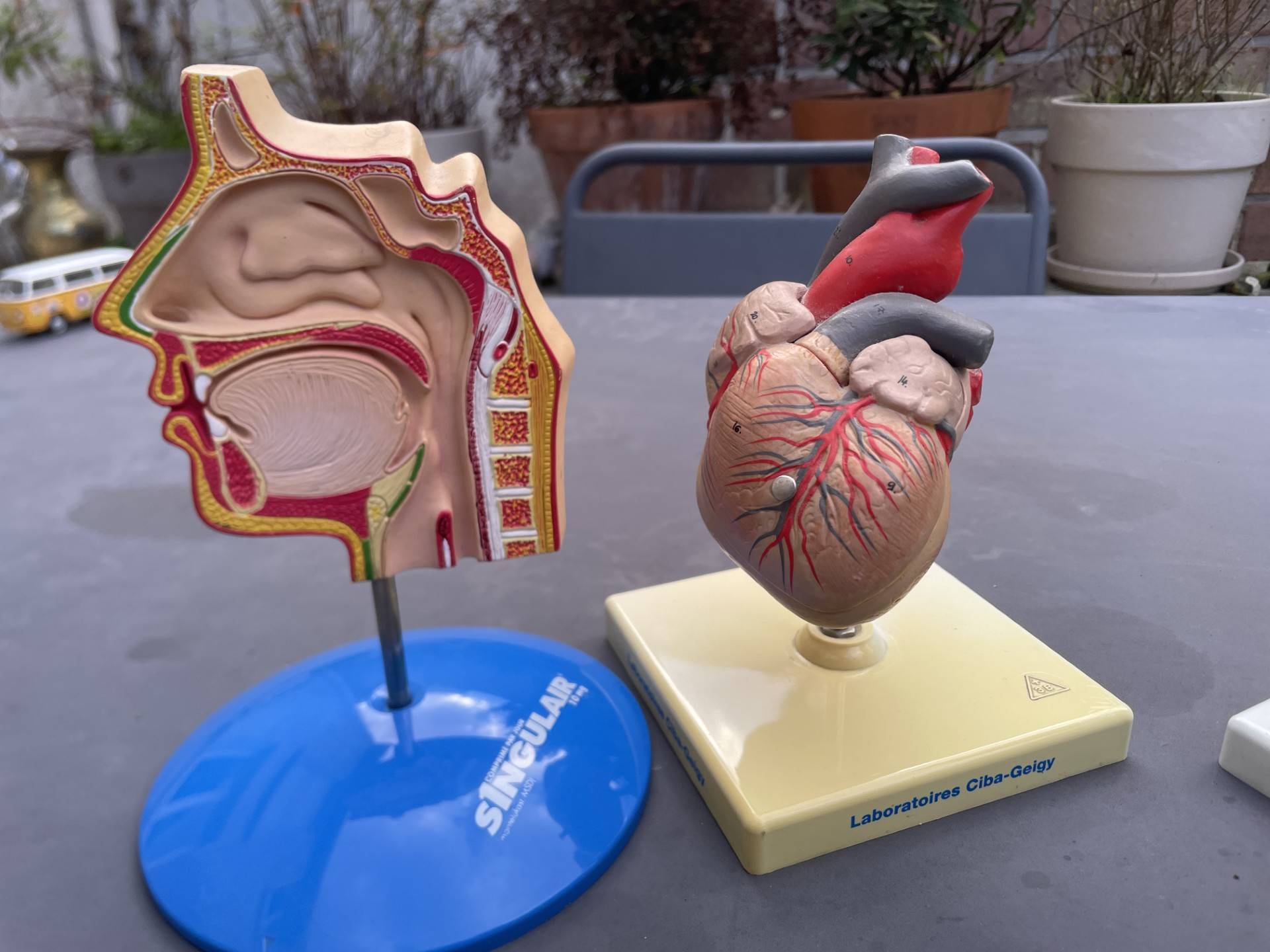 Vends modèles d’anatomie