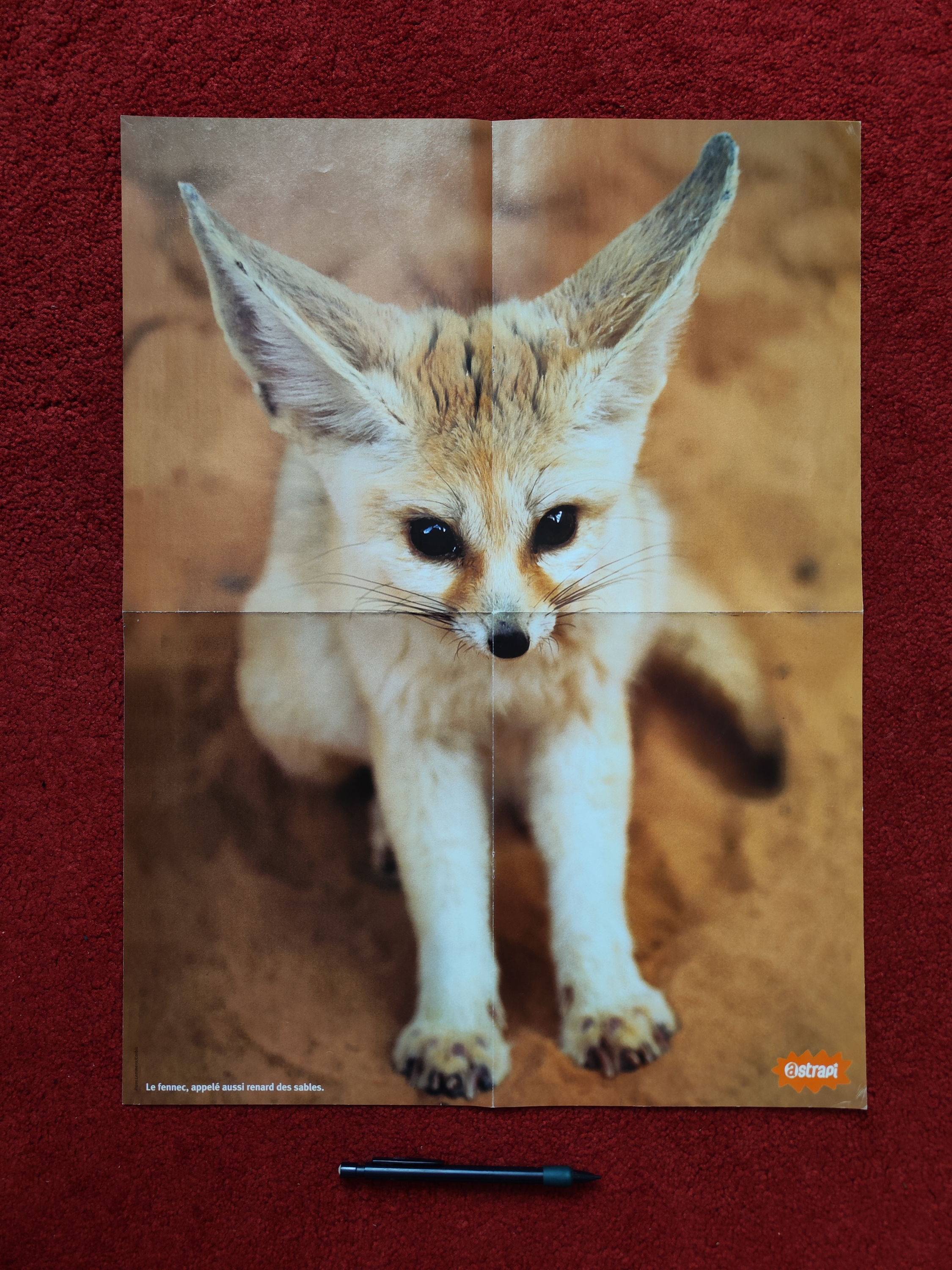 Poster Fennec