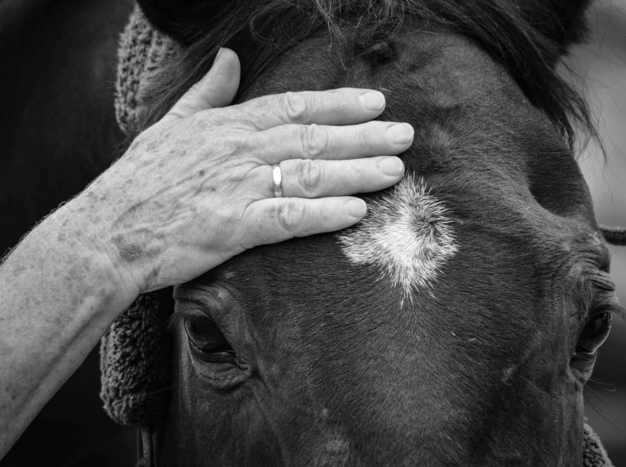 Propose médiation par le cheval – Accompagnement avec professionnel – Enfants, ados, adultes