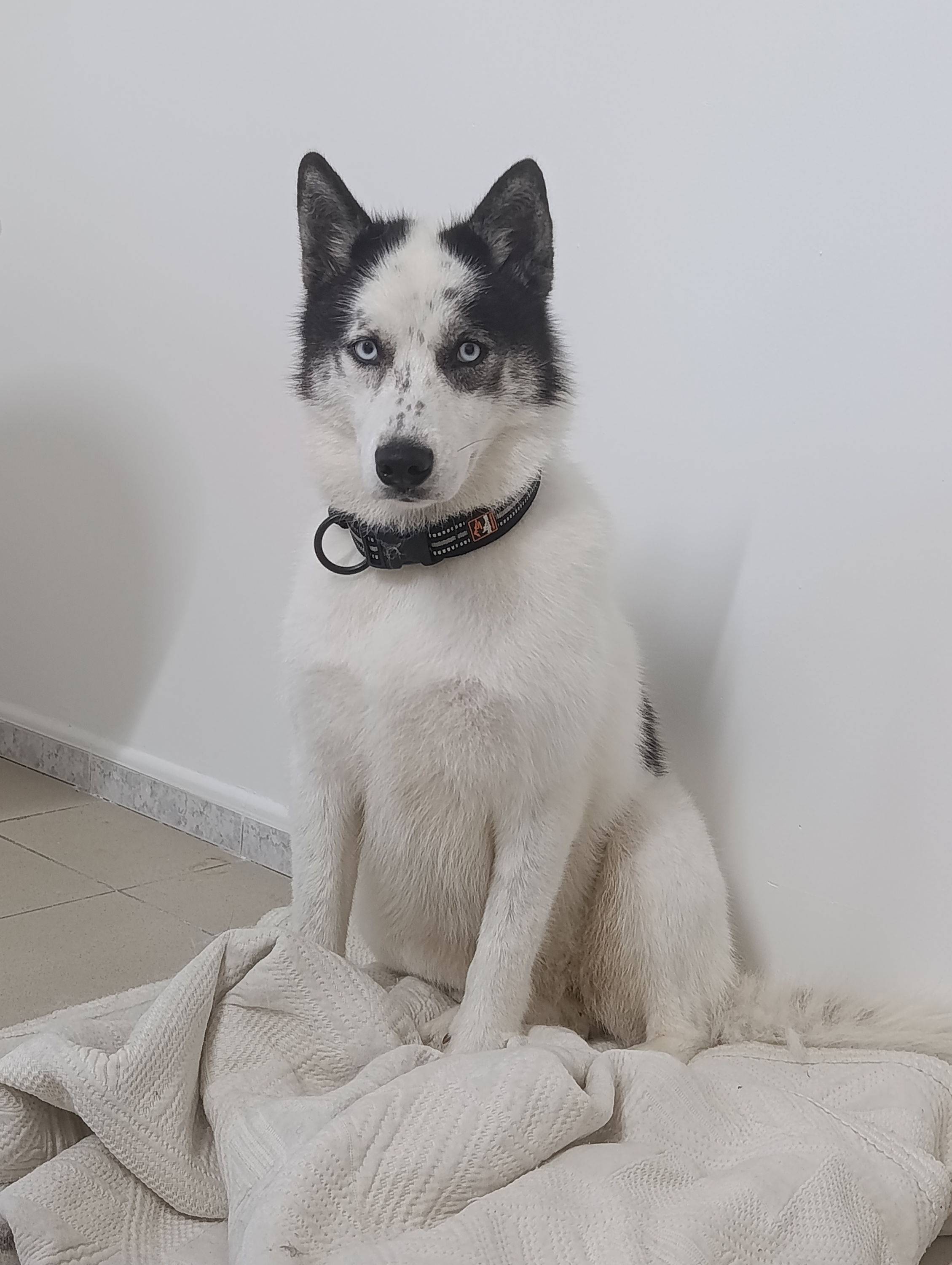 Propose Toilettage canin
