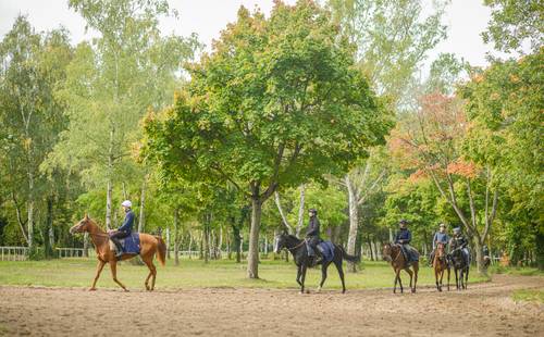 Propose Reportages équins