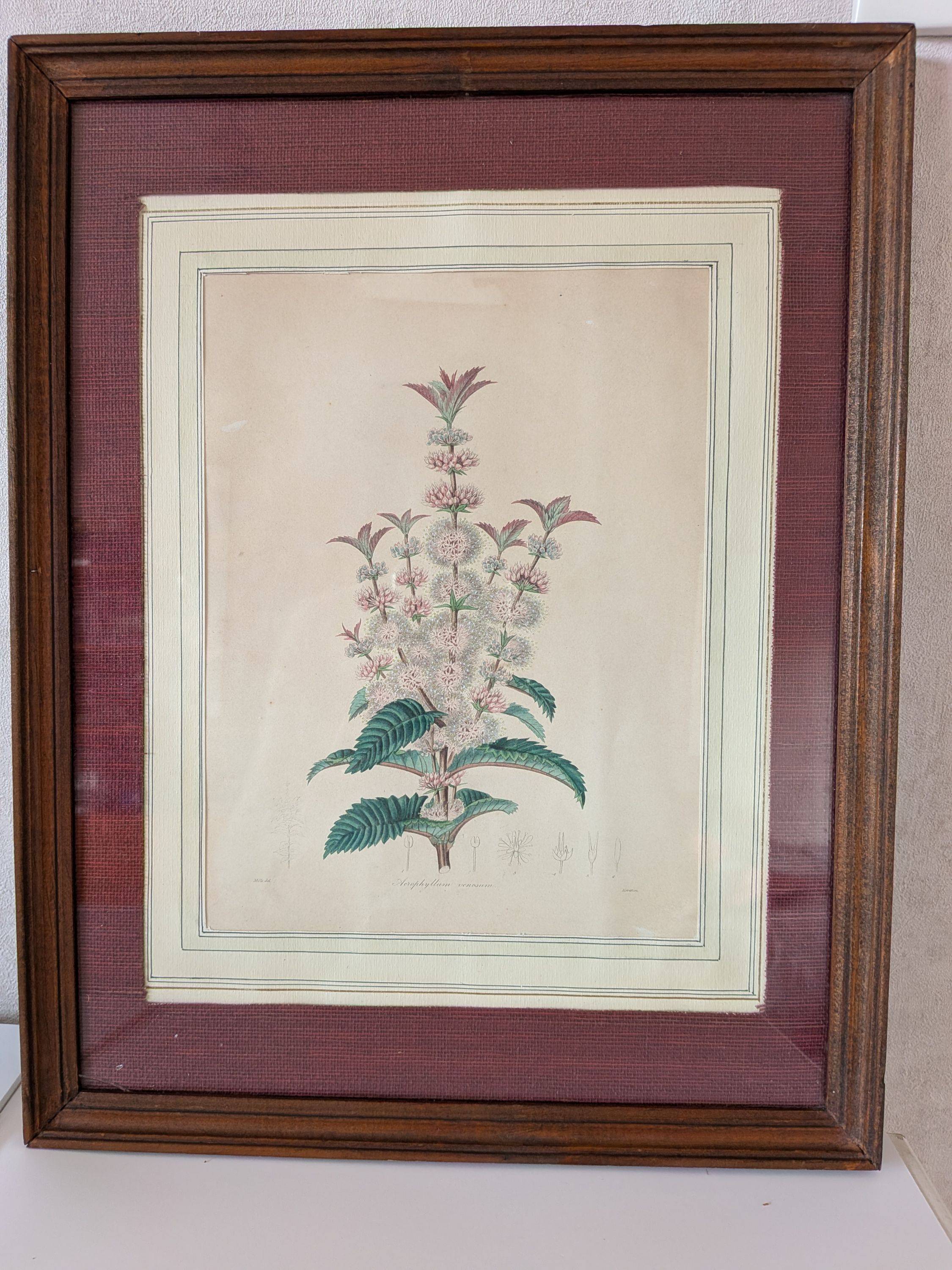 Vends gravure raffinée de plante avec son cadre