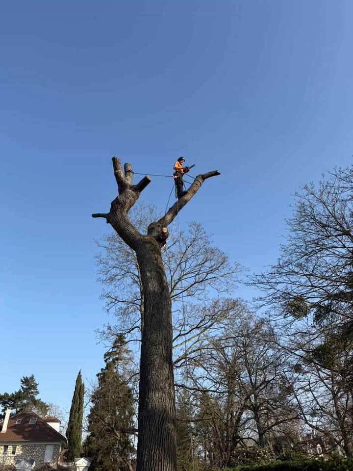 Services Élagage/Abattage 78/92