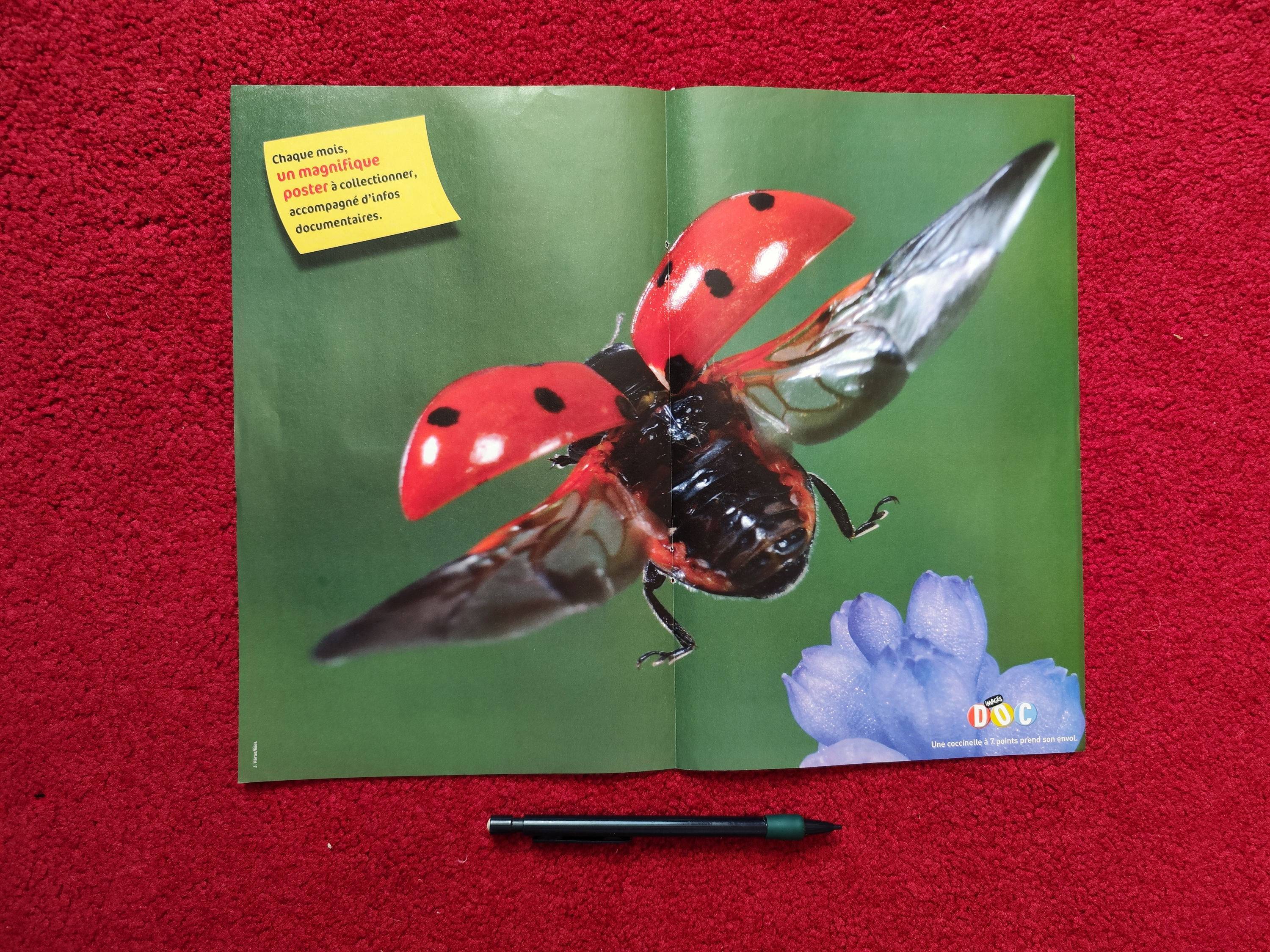 Poster Coccinelle