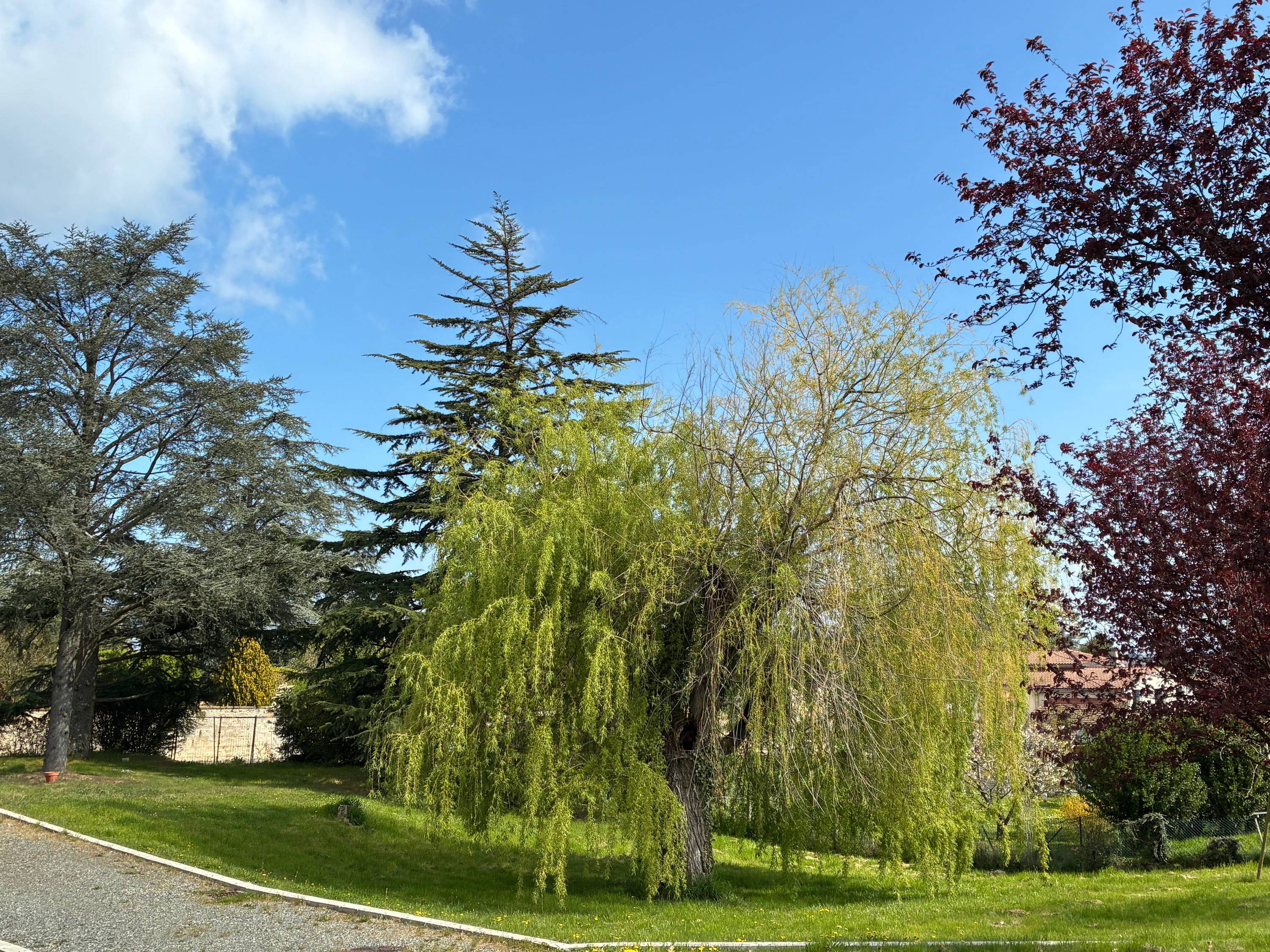 Une photo de l’annonce