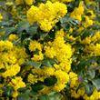 Donne mahonia jaune contre autre plante