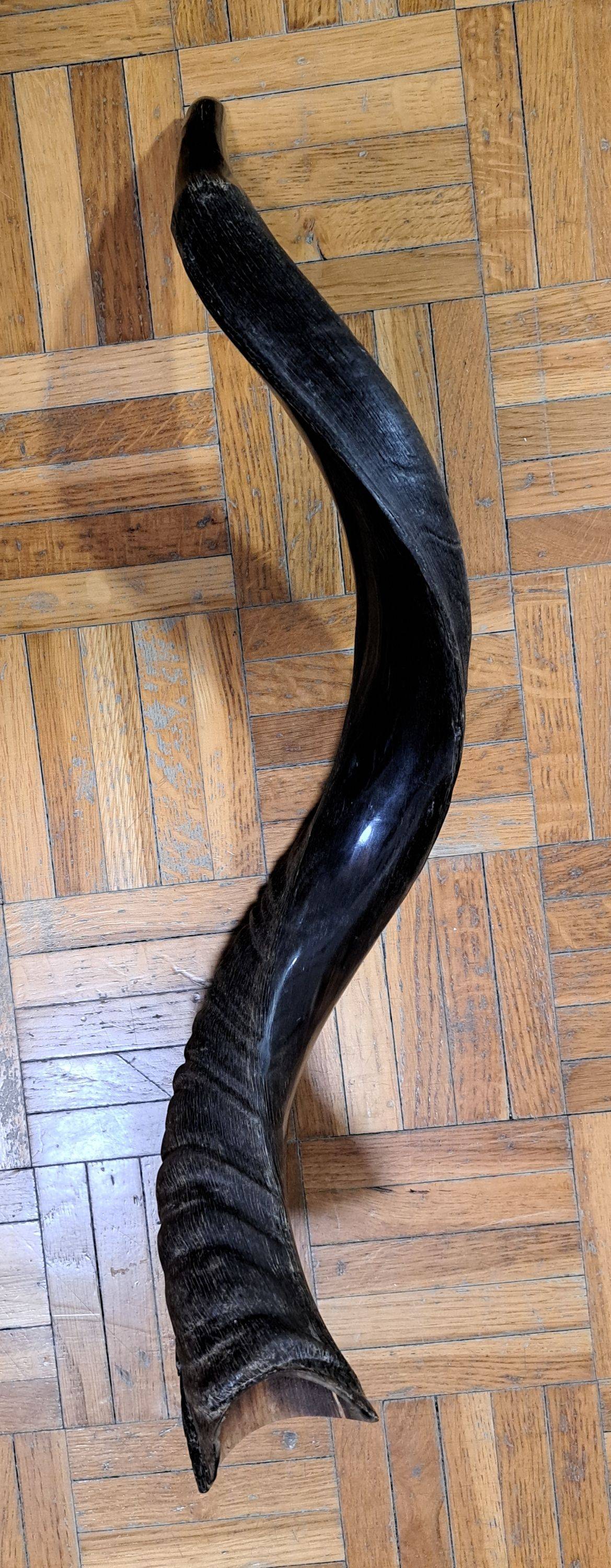 Vends shofar en corne de kudu