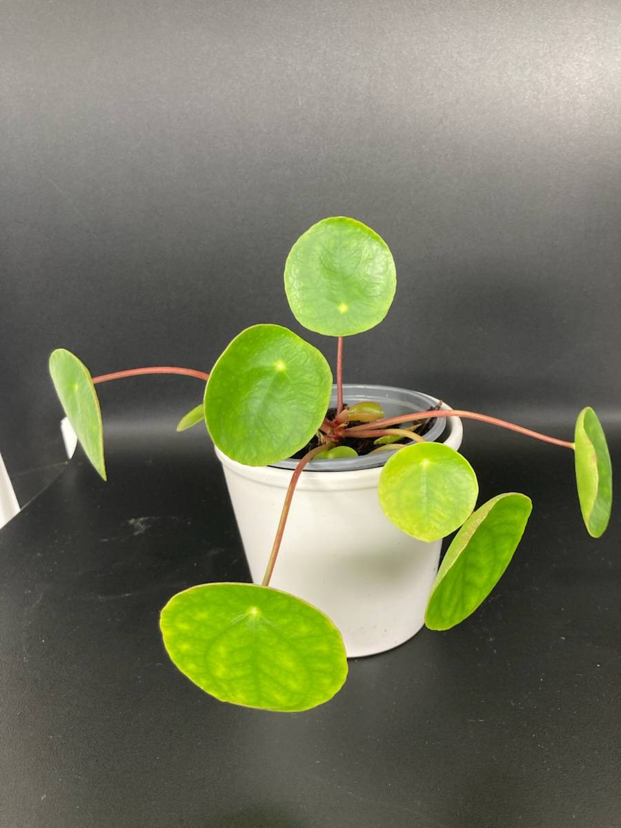 Pilea Peperomioides vendu avec son cache pot