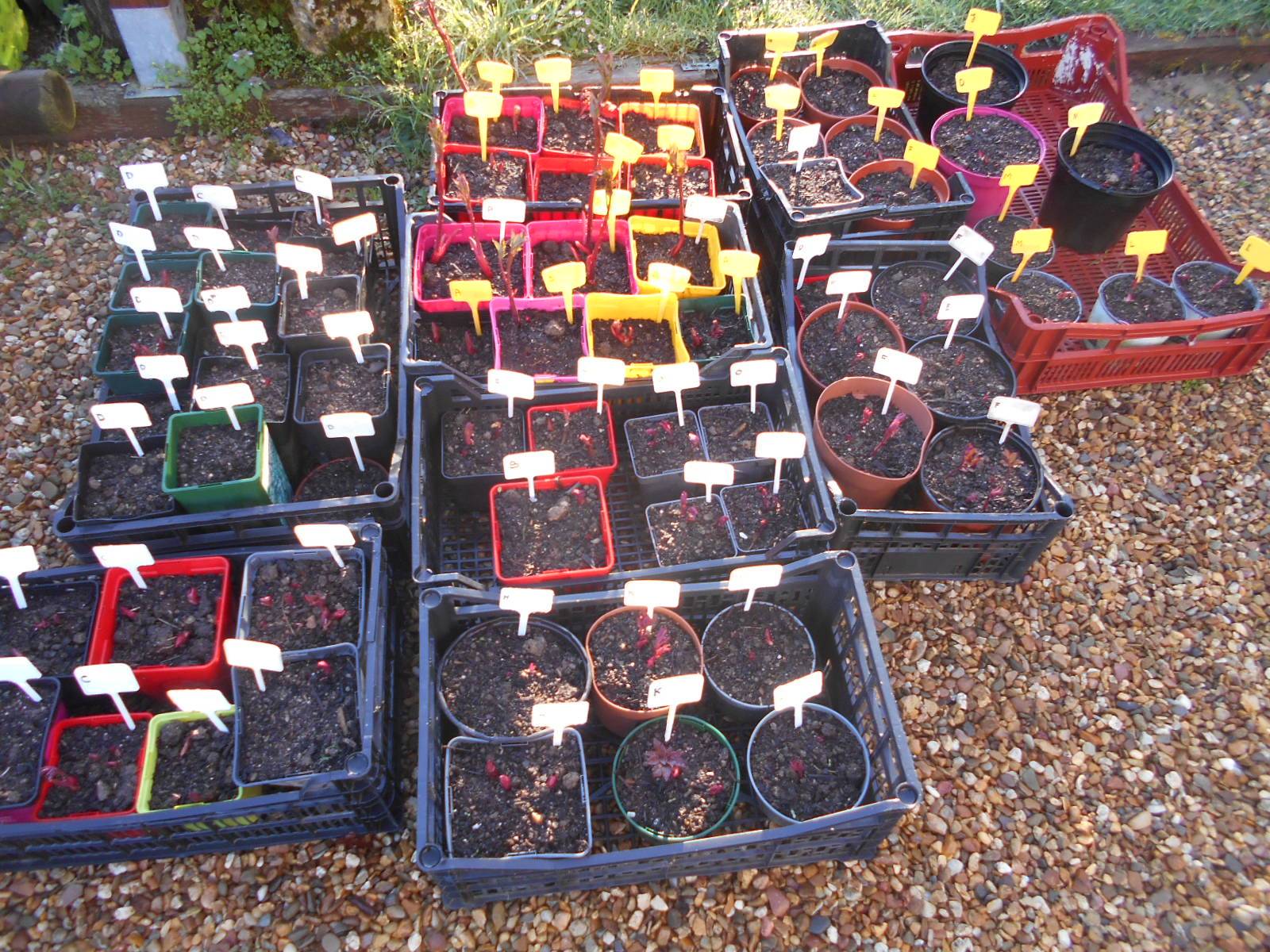 Vends plants de pivoines et atelier pain