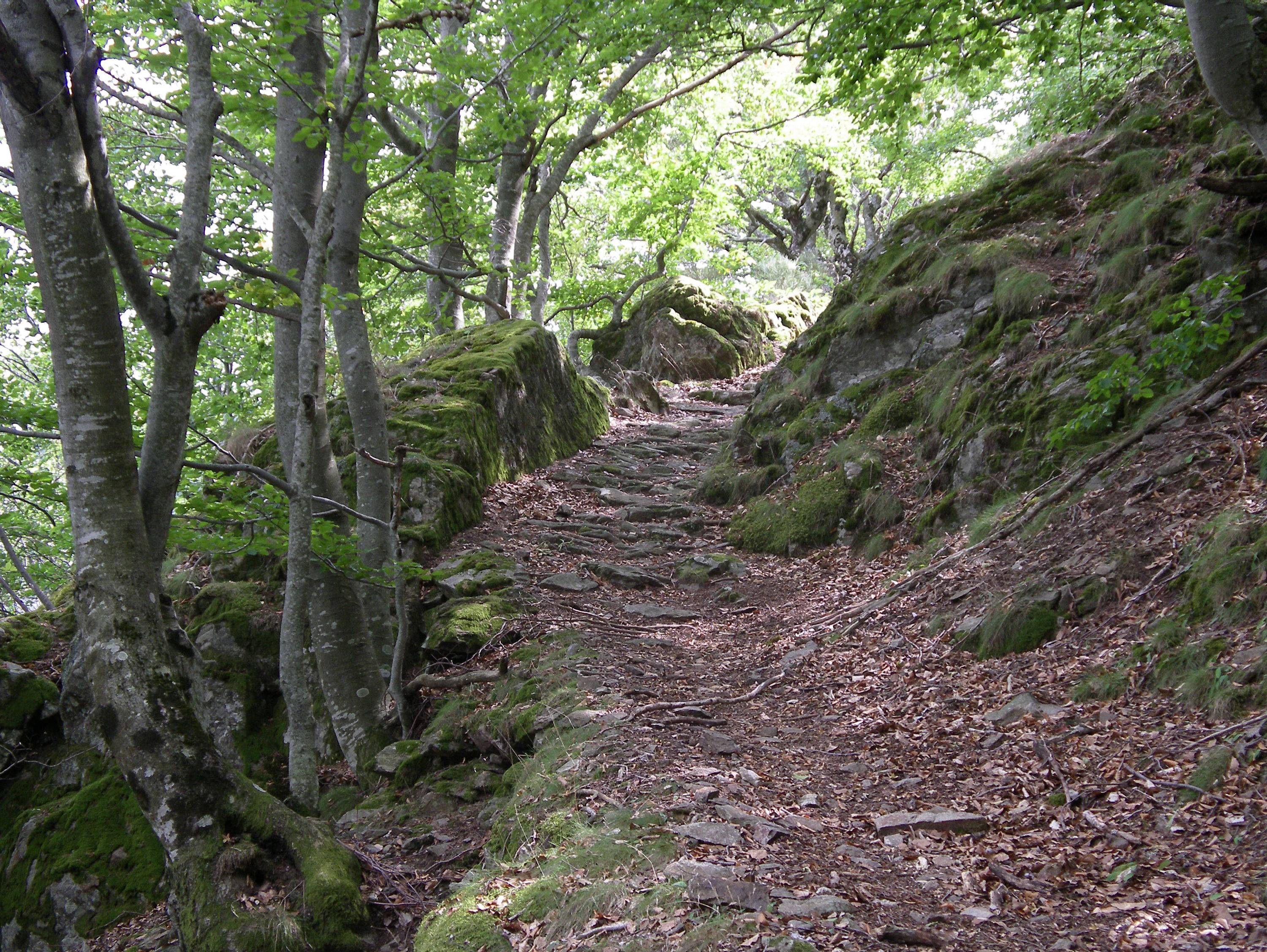 Arbres douglas
