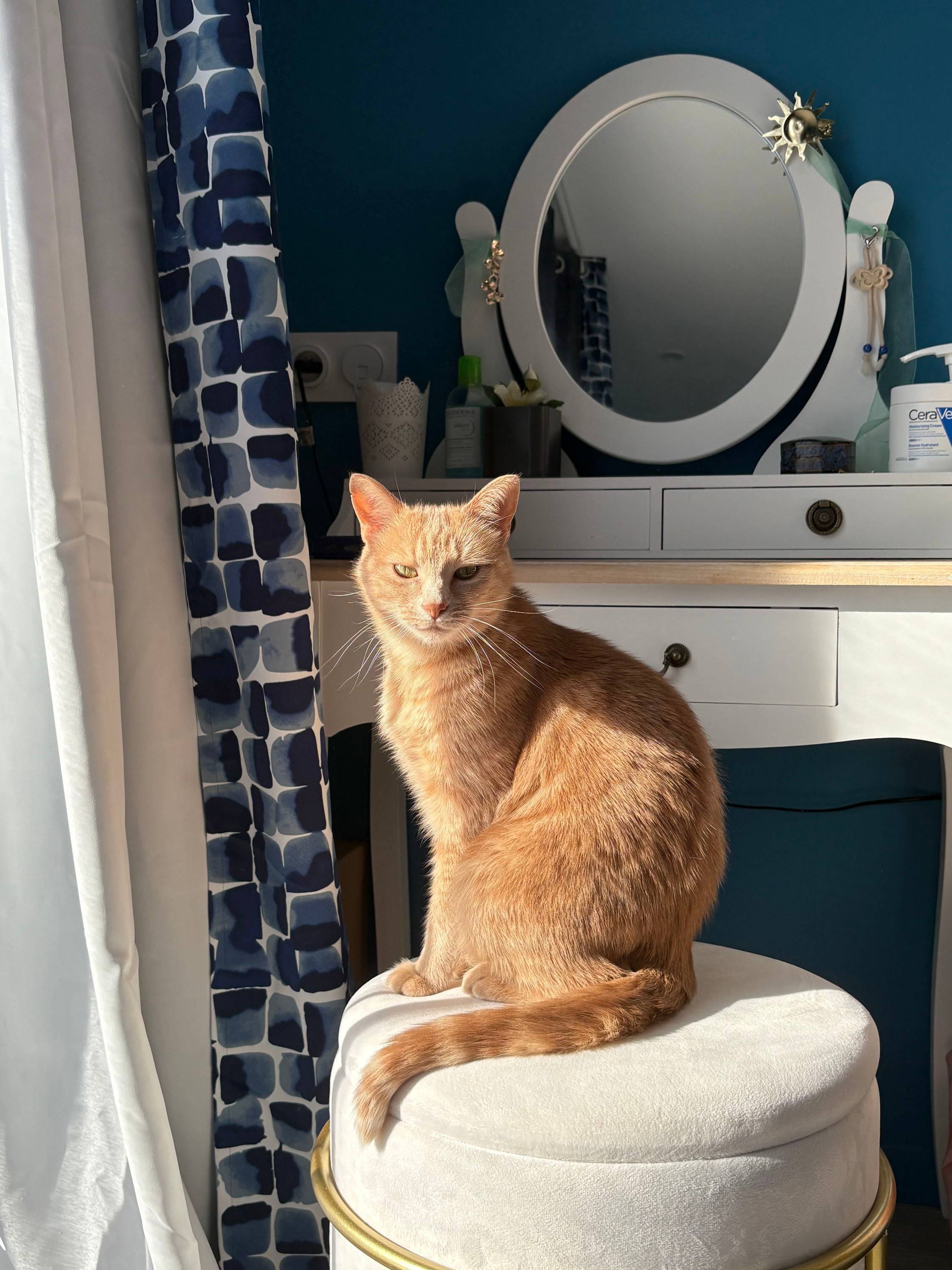 Propose pet-sitting