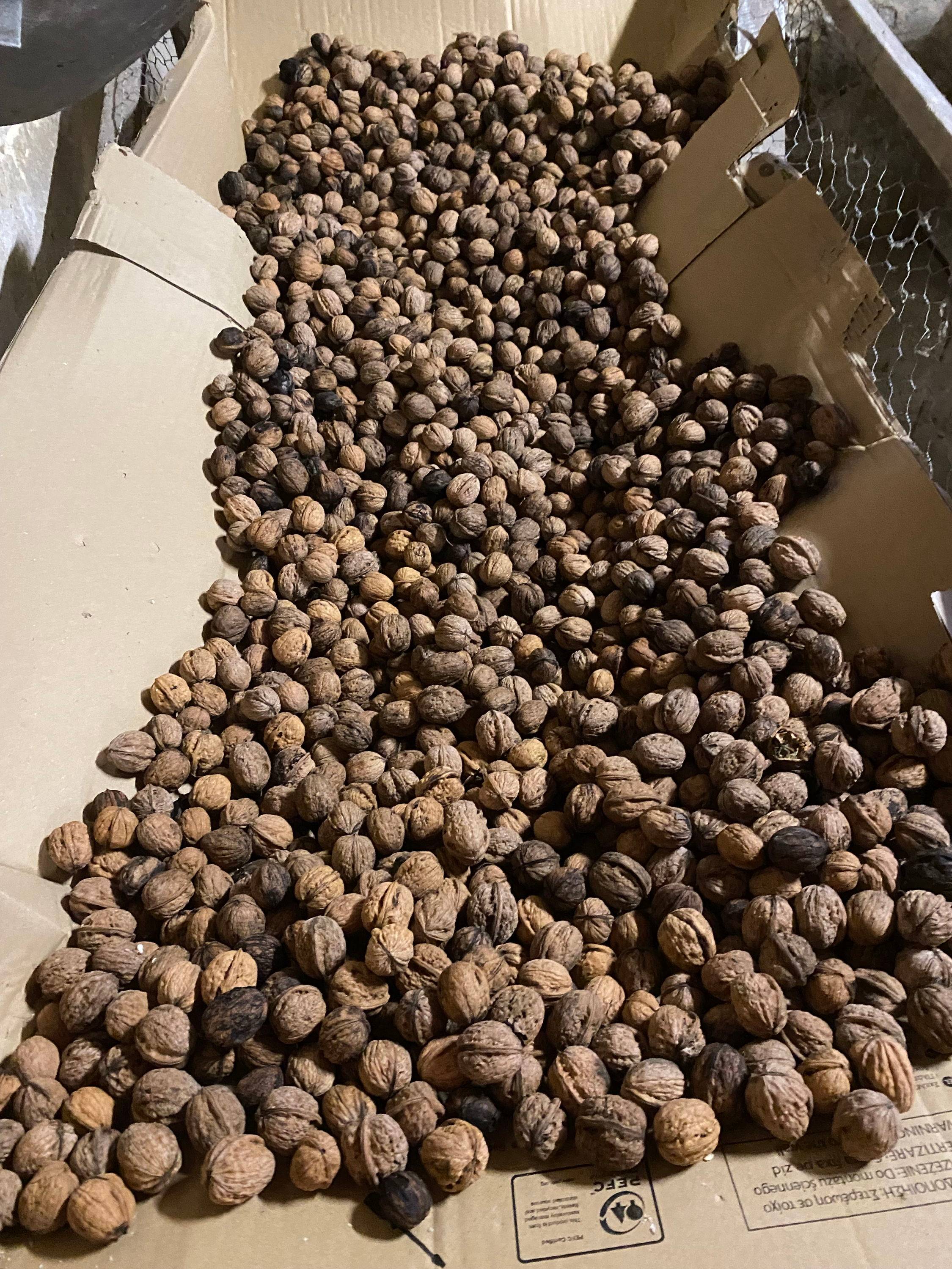 Vends noix du Périgord