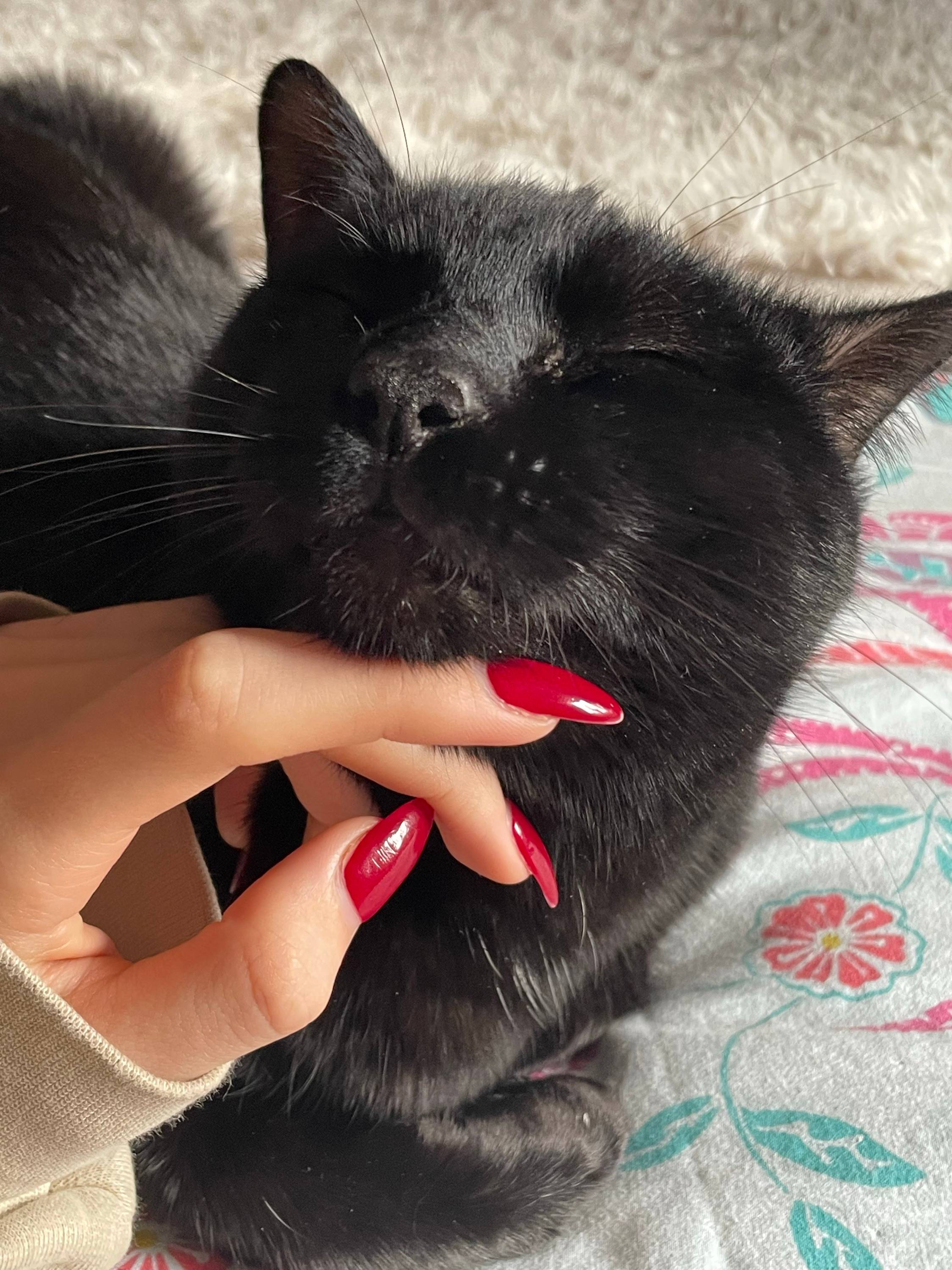 Propose Petsitting à Paris et ses environs