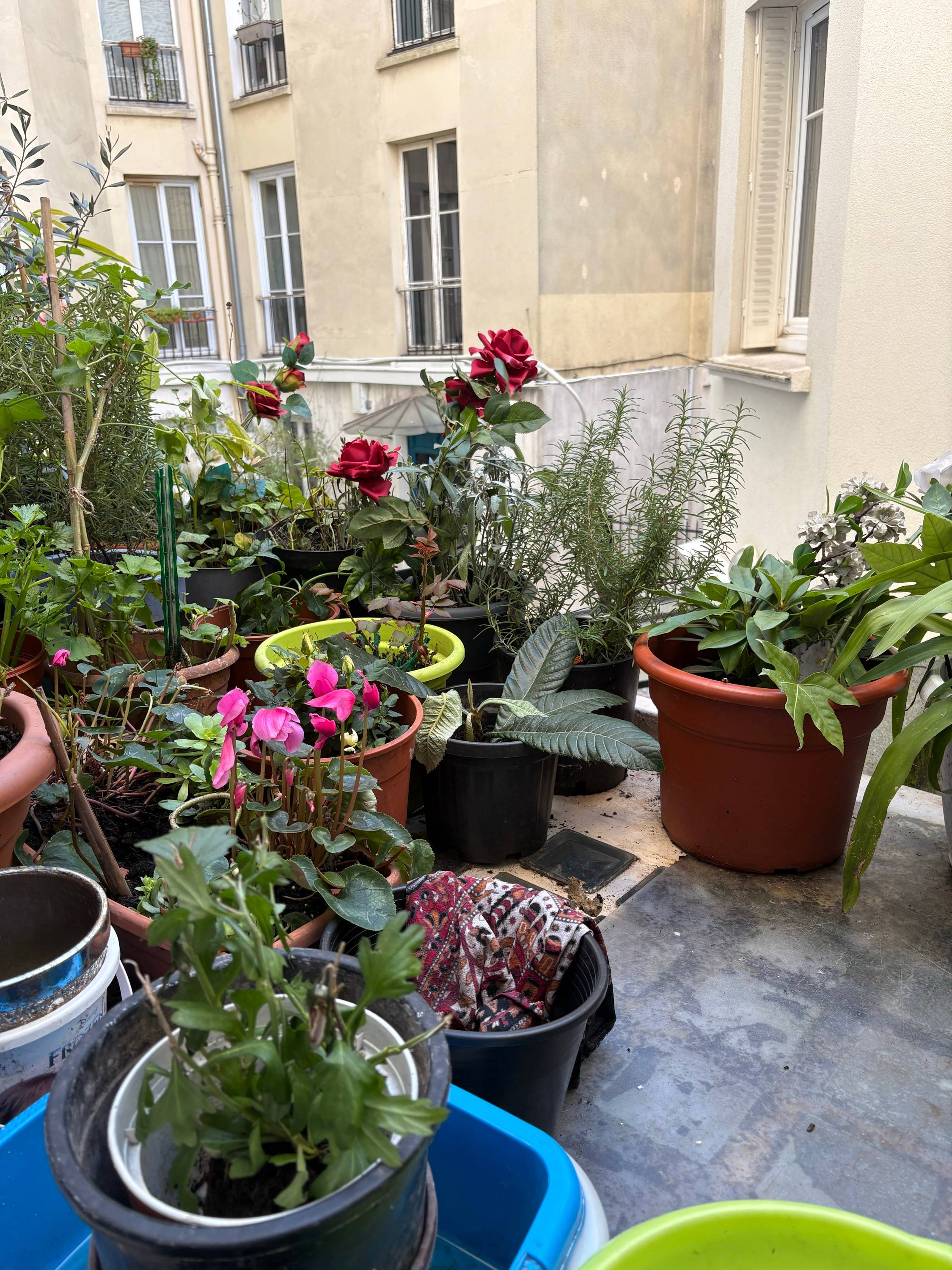 Vends plantes neuves