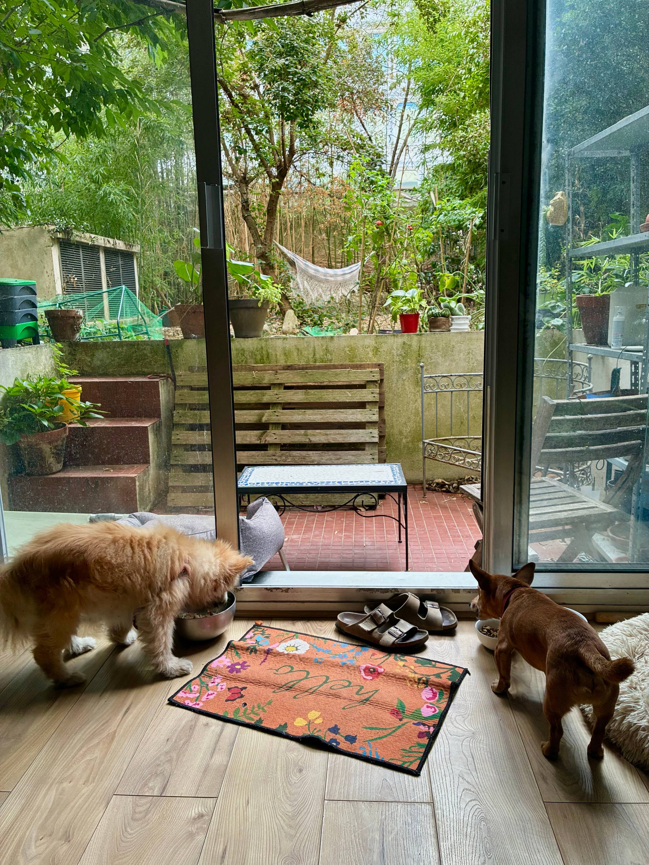 Propose dog-sitting avec jardin et autre chien