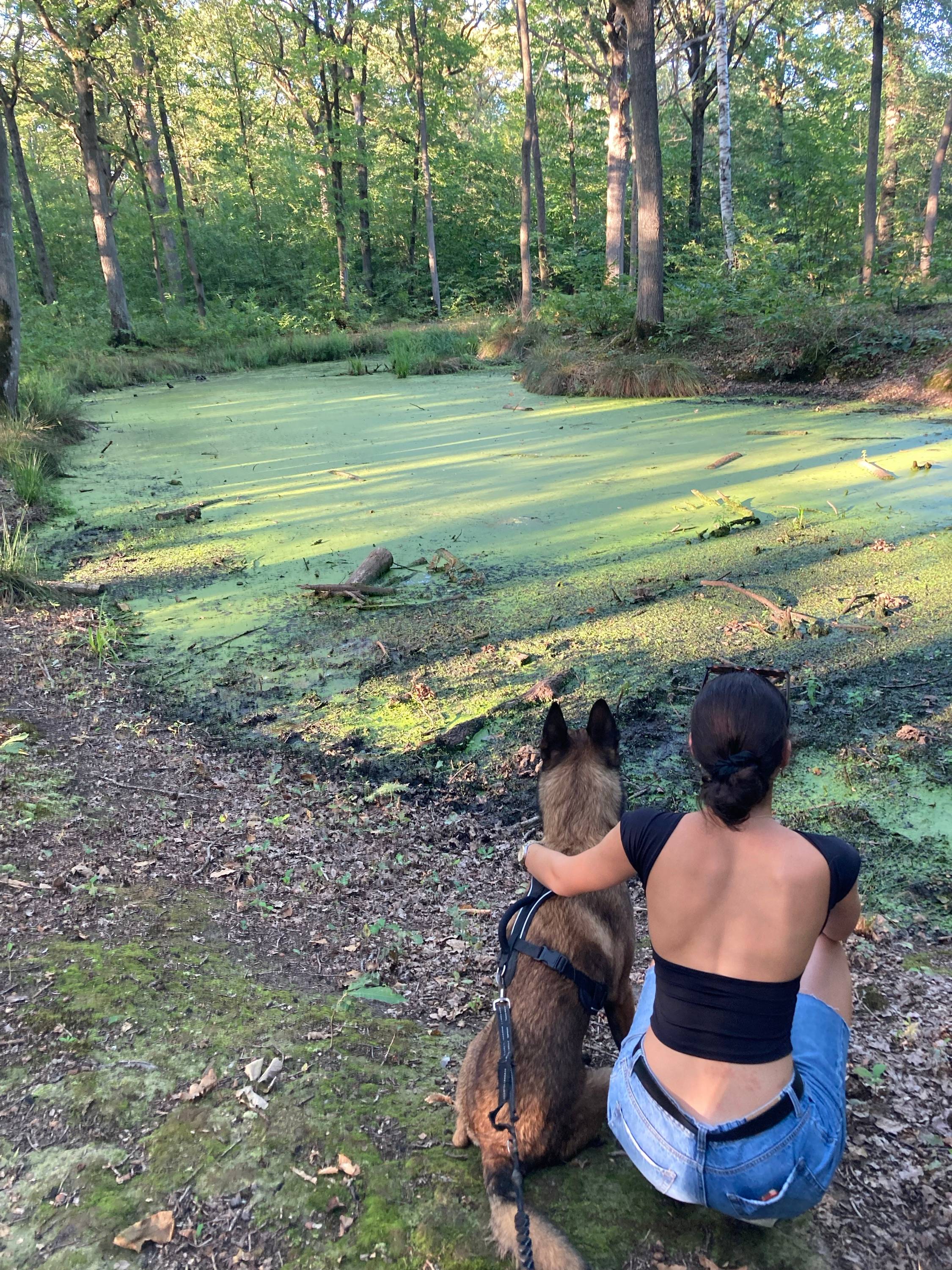 Propose de promener vos chiens avec grand plaisir lorsque vous n’êtes pas disponible