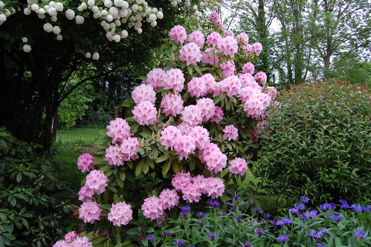 Propose services de Jardinier qui accepte cesu