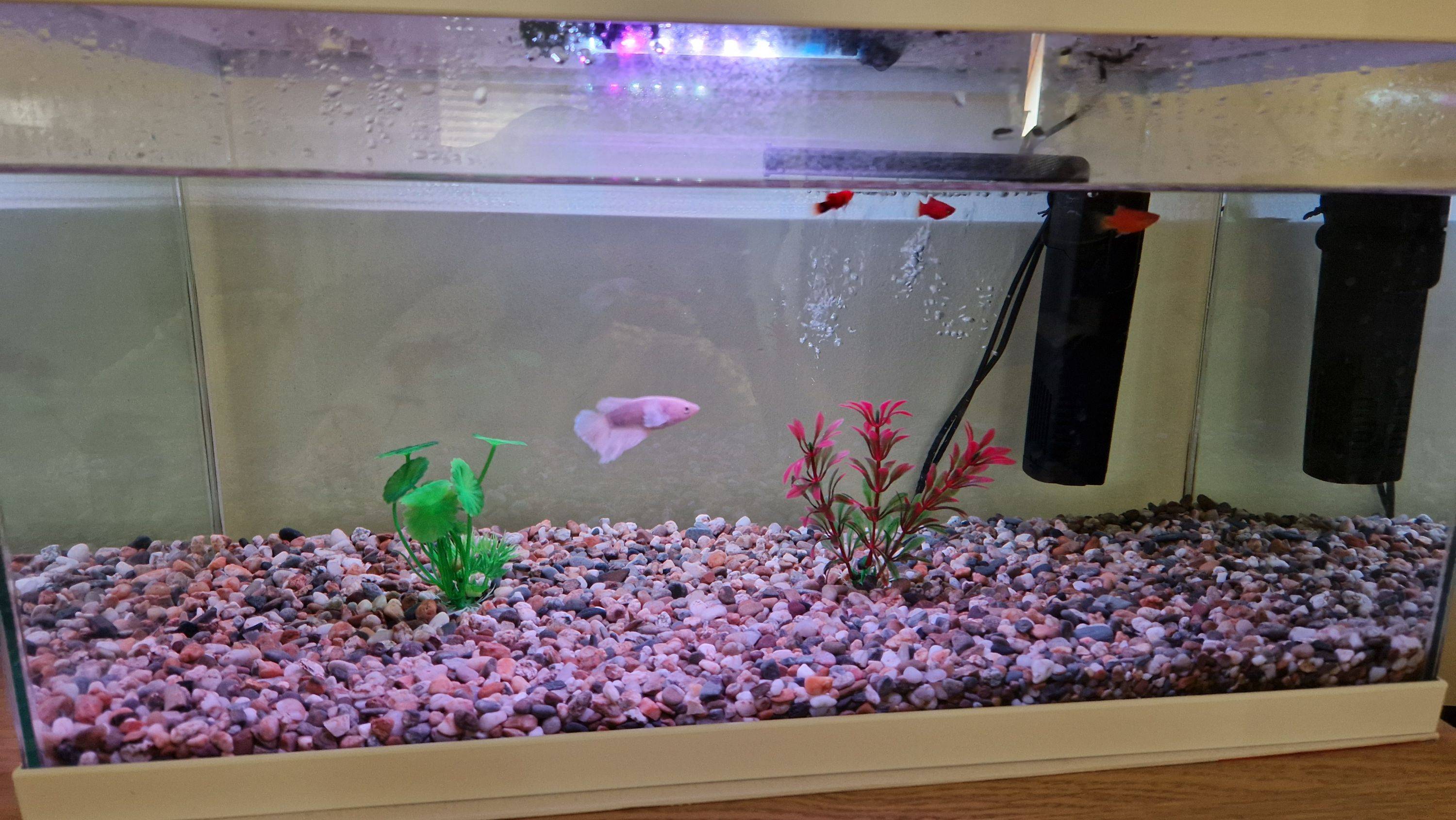 Vends aquarium