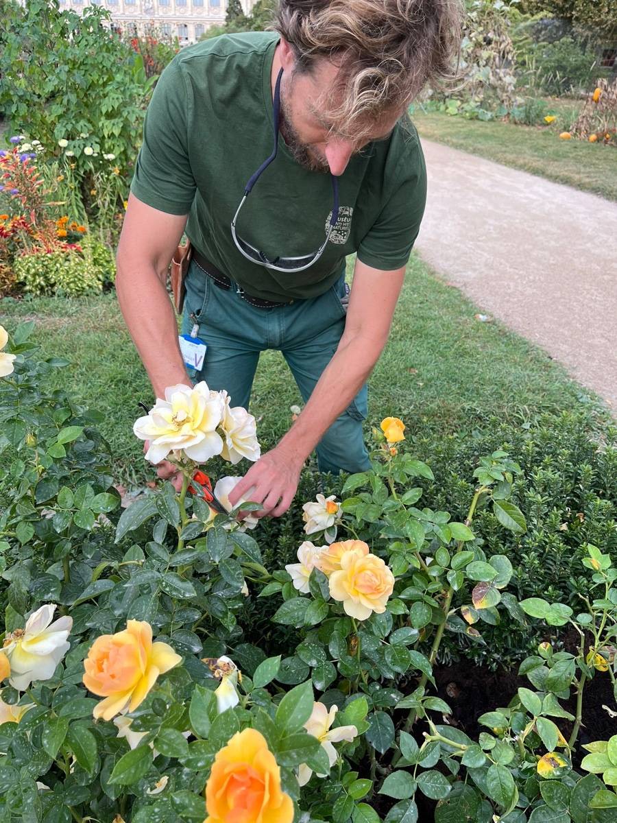 Jardinier maraîcher diplômé propose la taille de vos arbres fruitiers