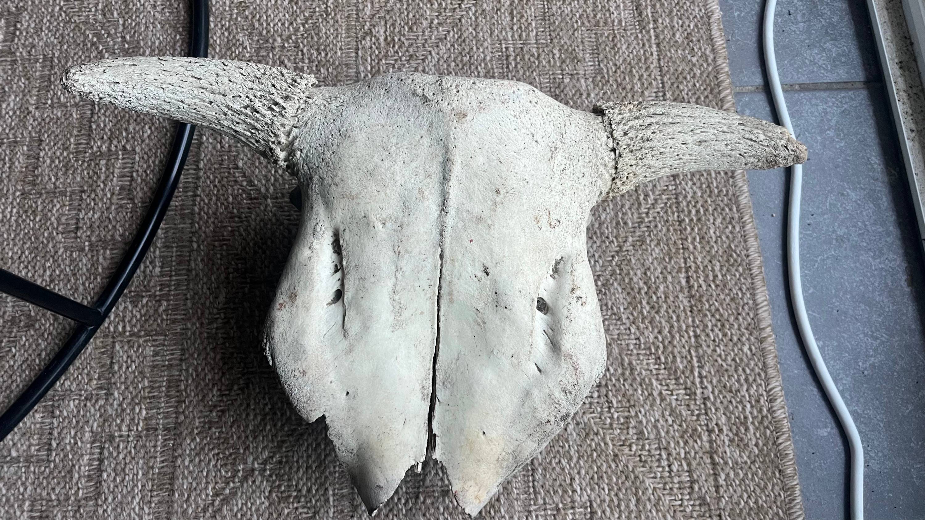 Vends Tête de buffle, Indonésie, os, H.28cm x L.44cm