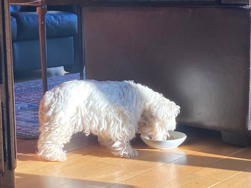 Propose garde chien et chat à leur domicile