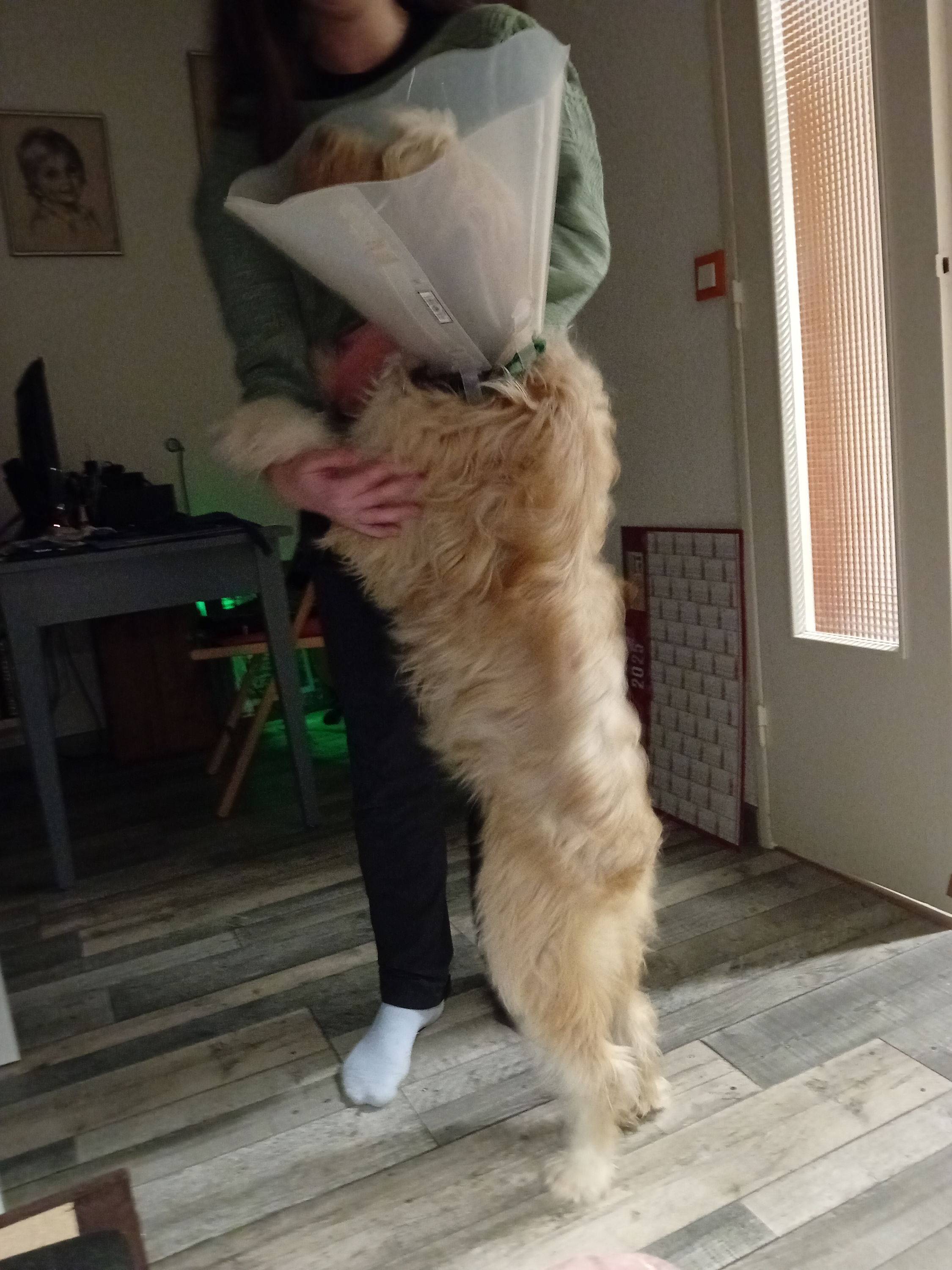 Propose pet sitting, garde chat, chien, cheval, lapin