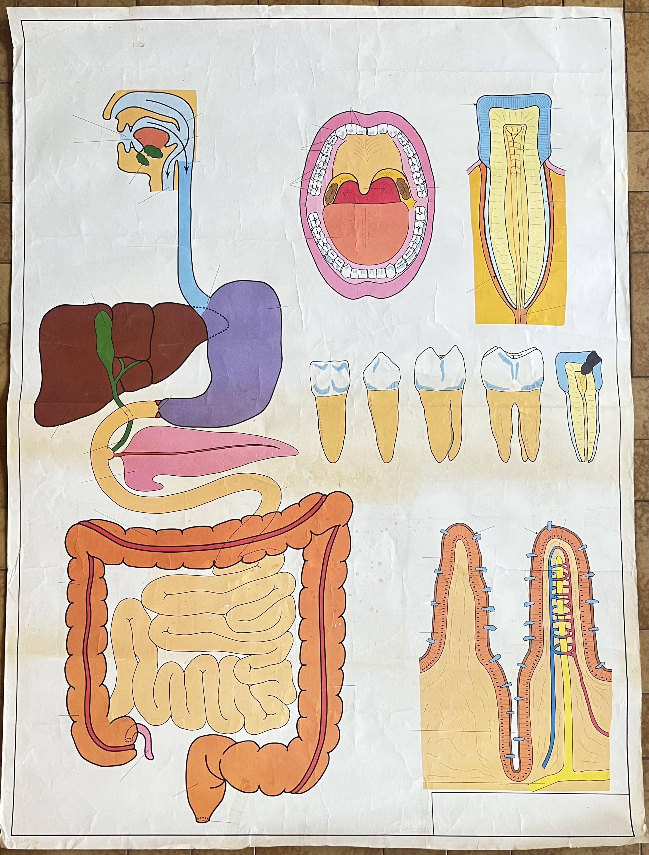Vends ancienne affiche scolaire muette, Val d’Osne, 1960 - La digestion, la vision