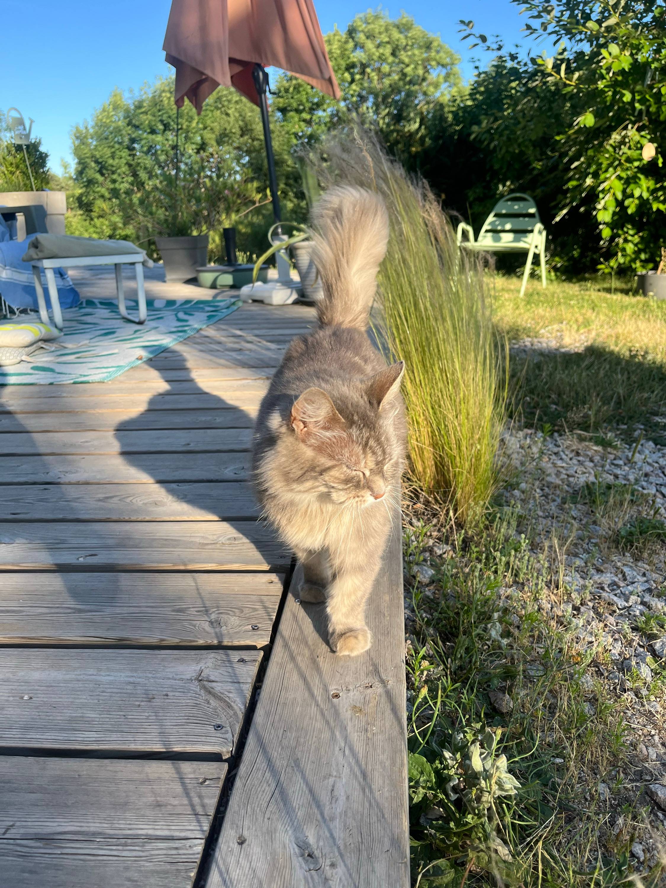 Propose garde de chat