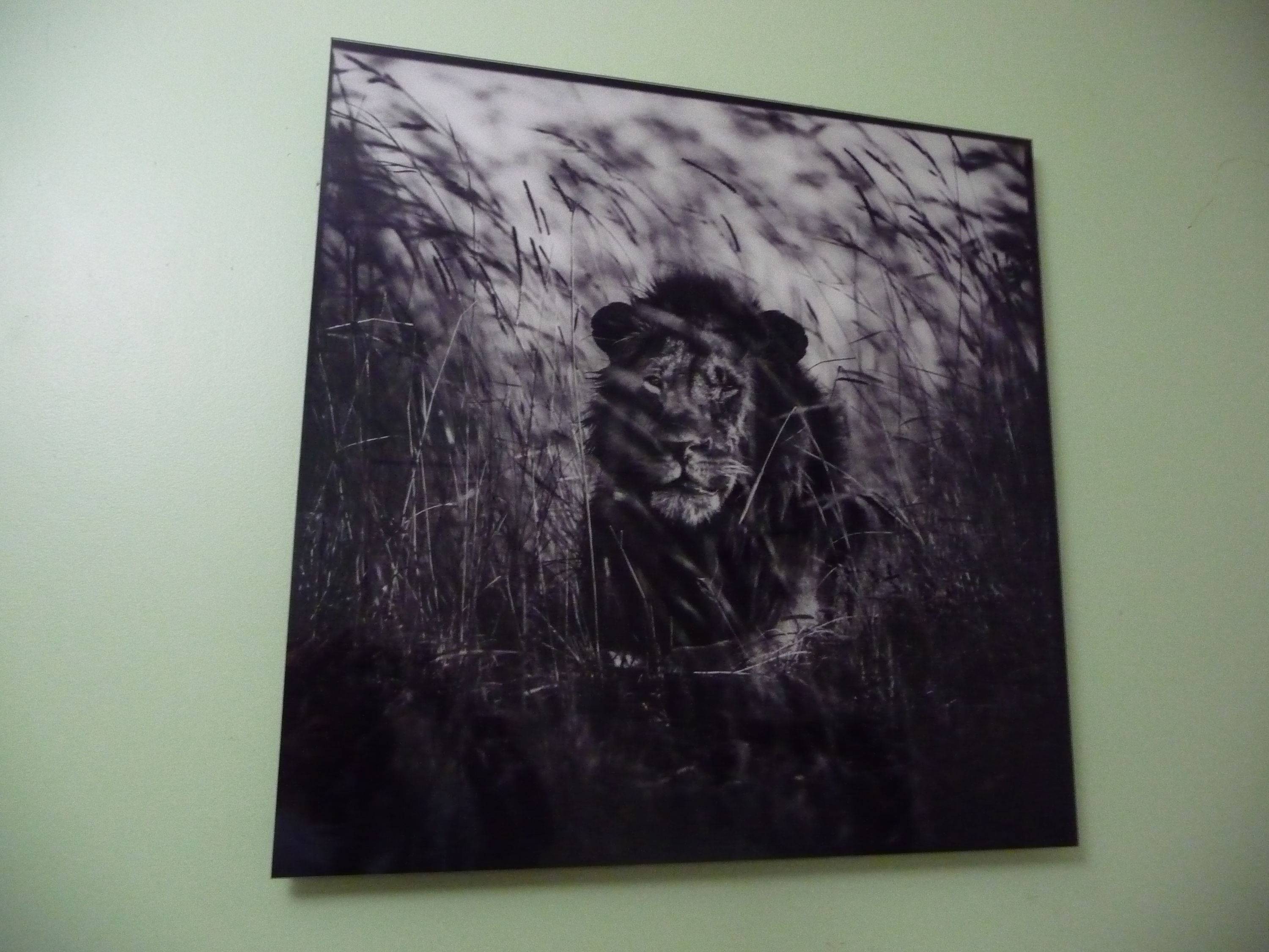 Vends tableau photo Yellow Korner Lion in the Grass II Laurent Baheux 60x60 édition limitée