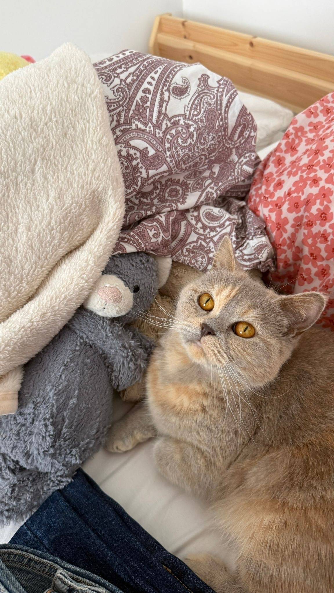 Propose cat-sitting et dog-sitting