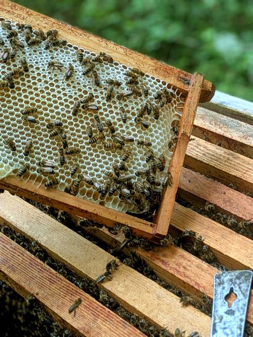 Colis 2 pots de miel de 500gr du Périgord