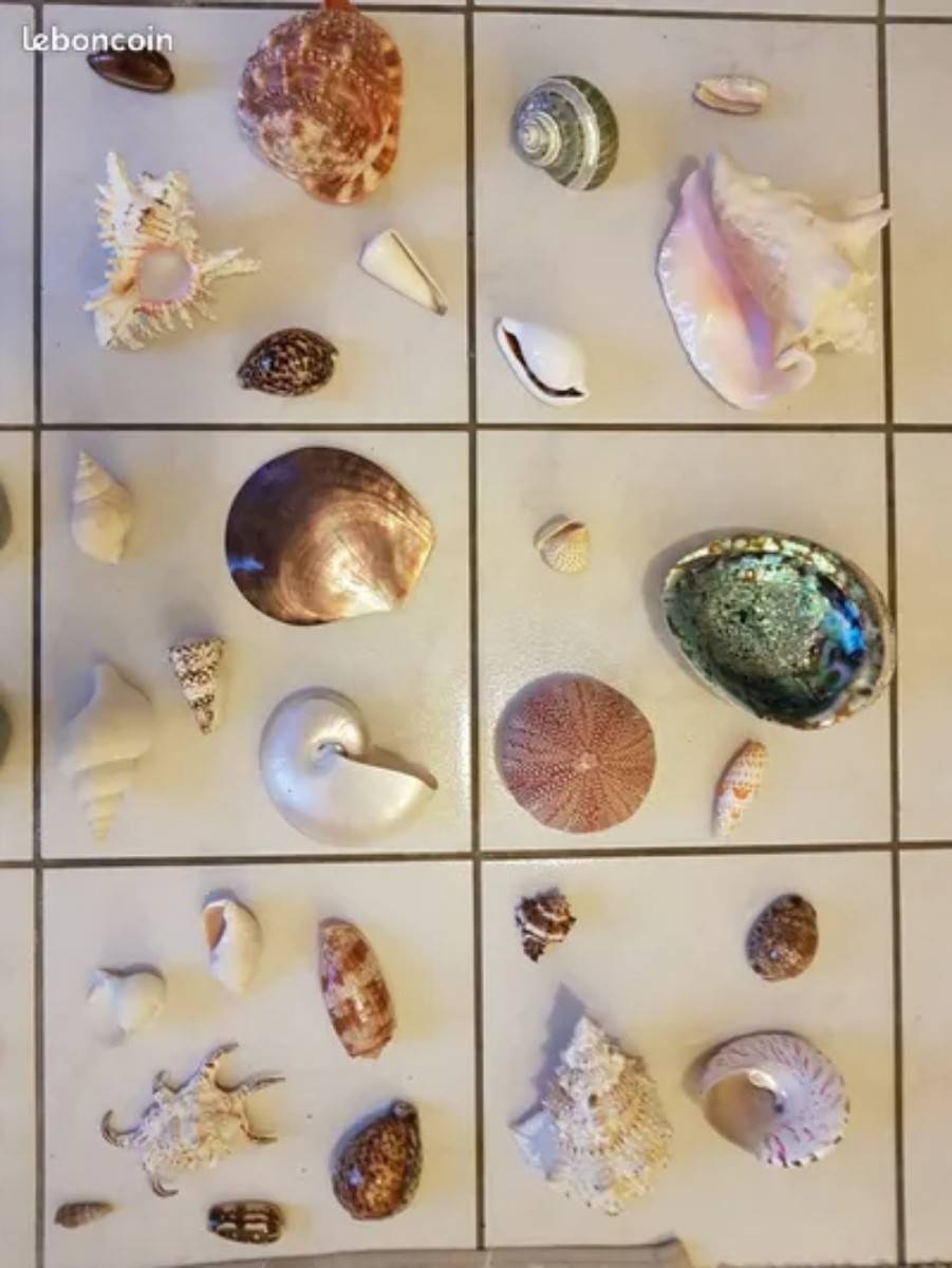 Collection de beaux coquillages