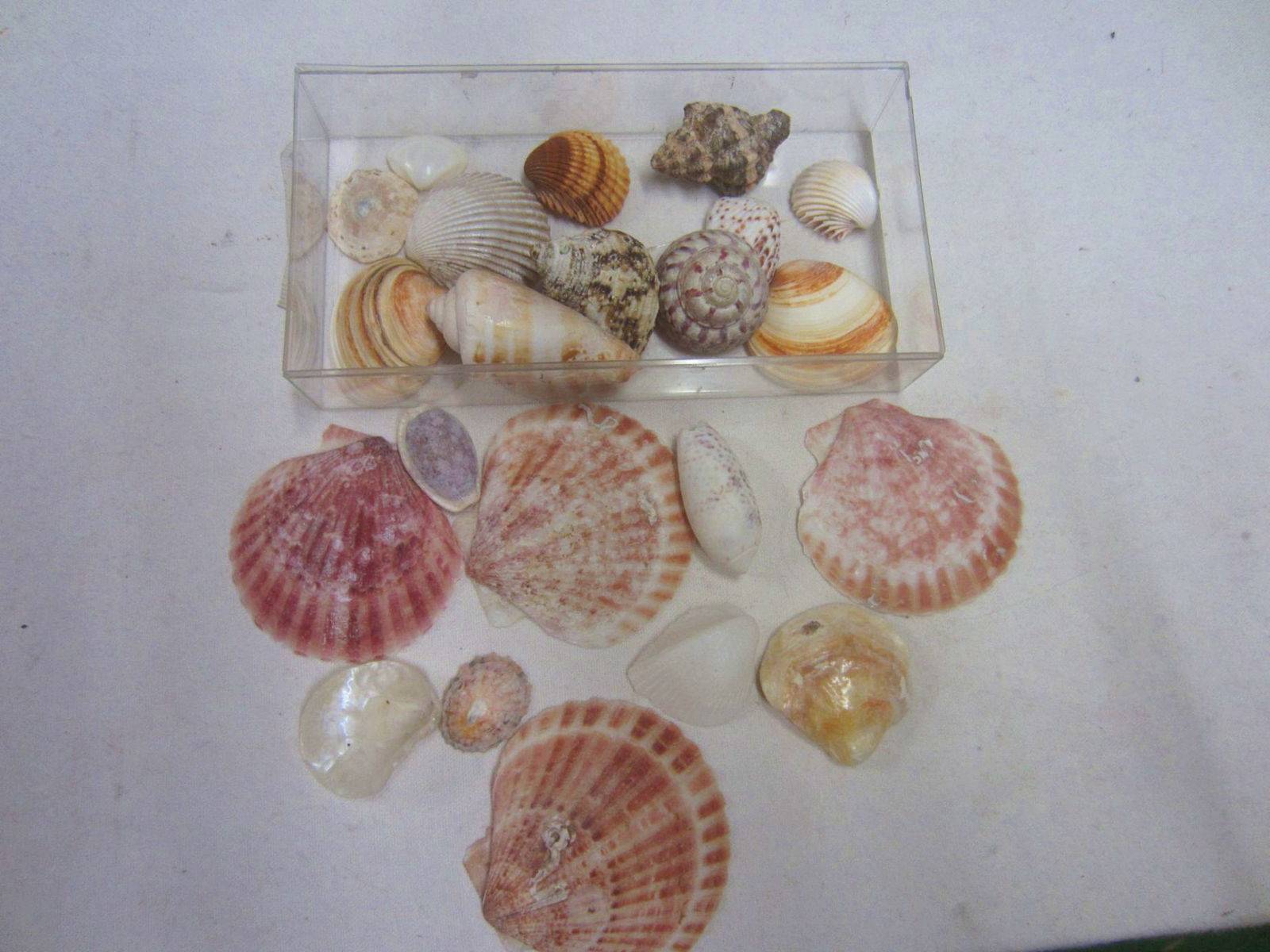 Collection de coquillages anciens