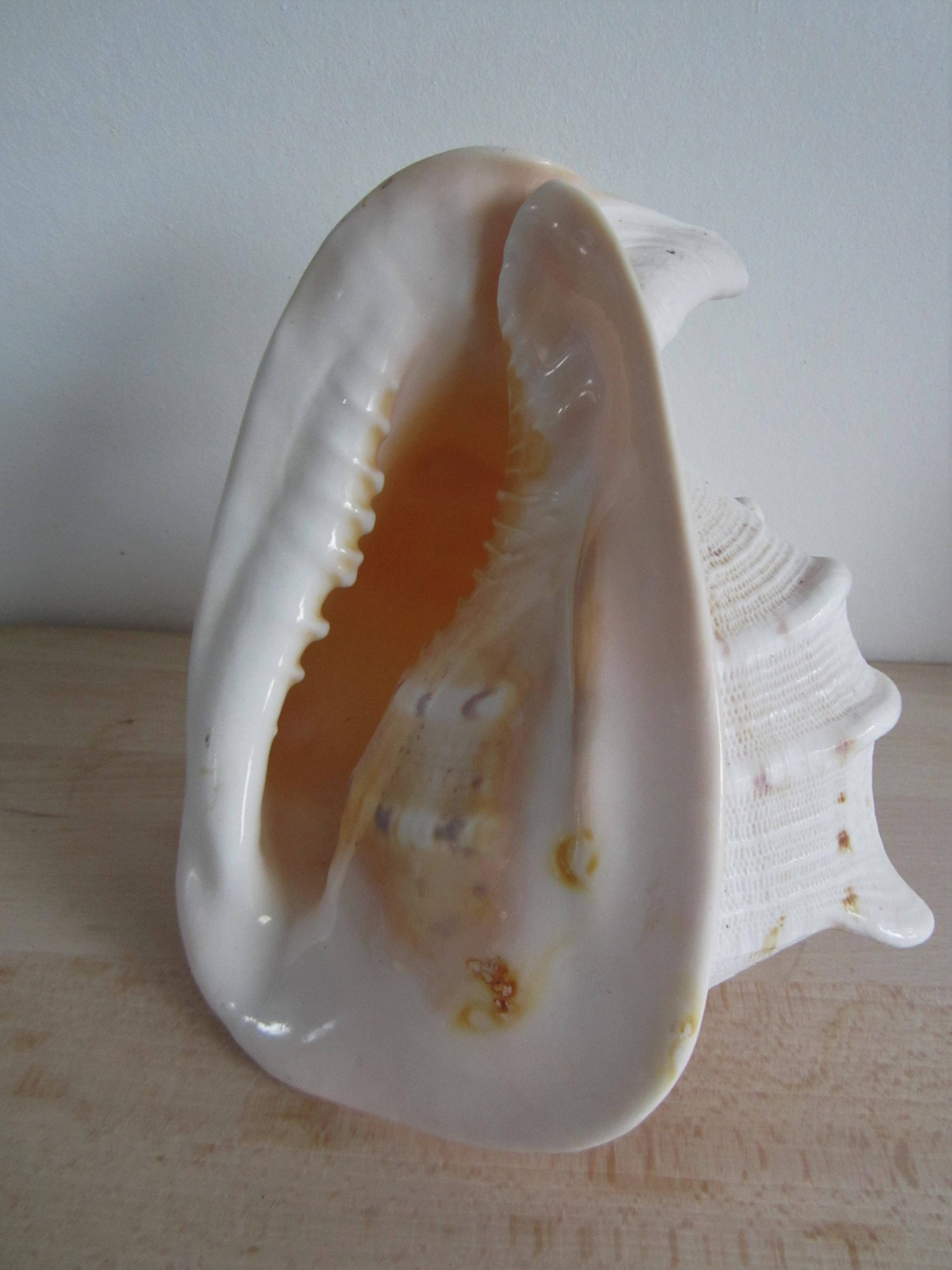 Coquillage - Grand casque