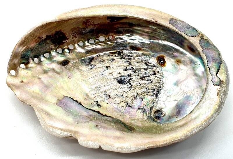 Coquille d’Ormeau Naturelle 12-14cm