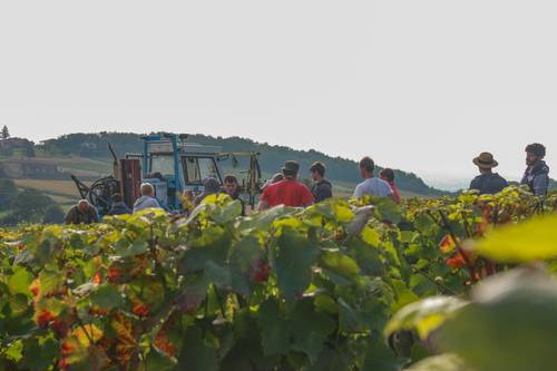 Domaine familial Recrute vendangeurs (euses) dans le Sud Beaujolais (69) fin Août
