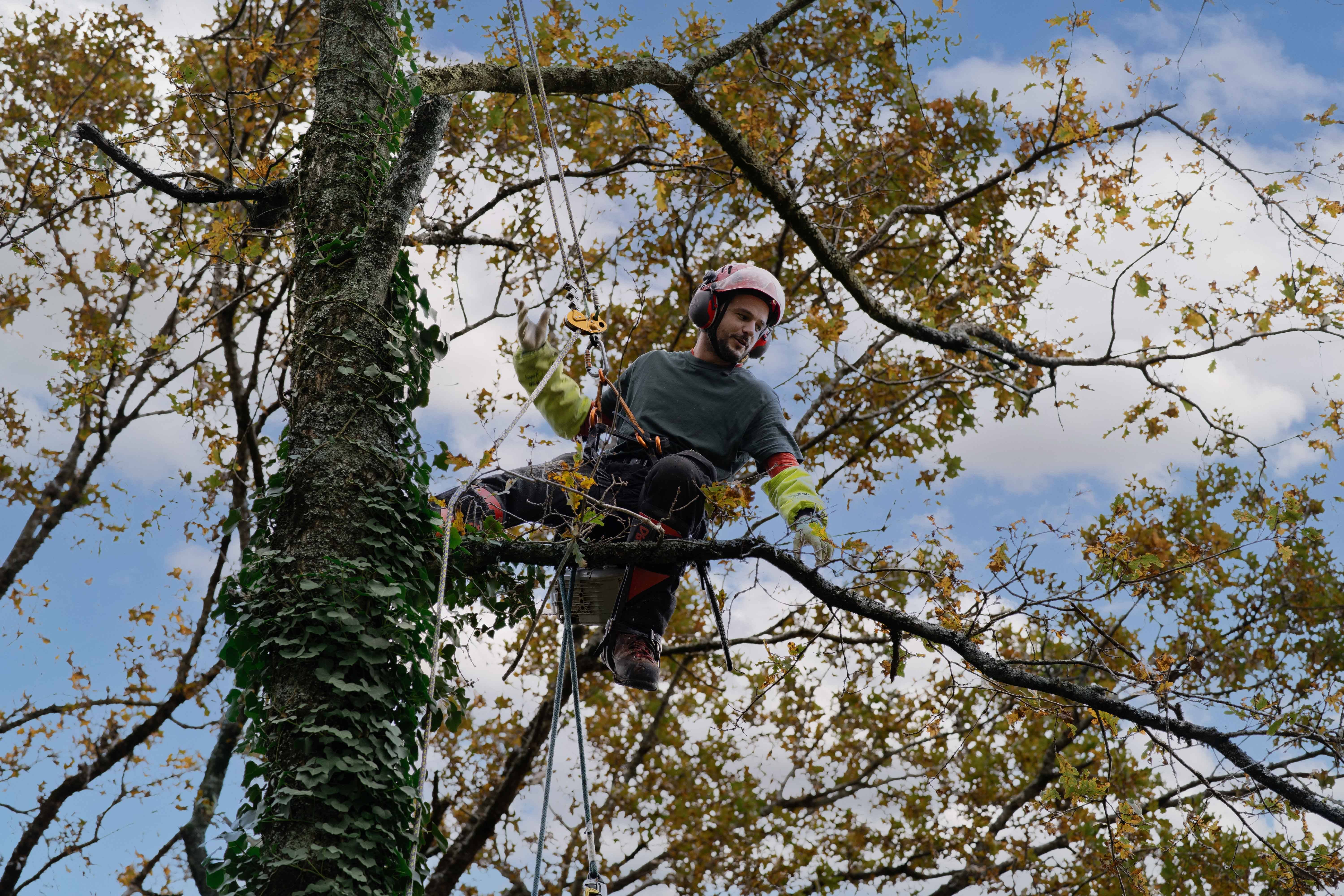 Propose Élagage : Taille raisonnée, abattage délicat, soin de vos arbres et entretien de votre jardin