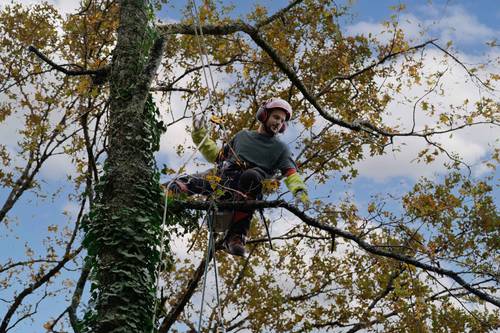 Propose Élagage : Taille raisonnée, abattage délicat, soin de vos arbres et entretien de votre jardin
