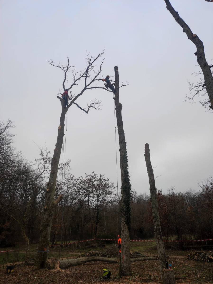 Arboriste Élagueur - Arbres et taille de haie