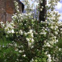 Yolande