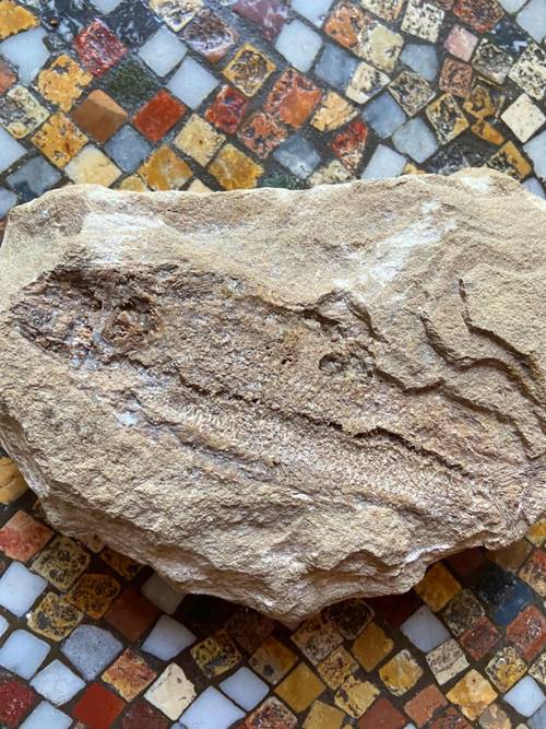 Fossile millenaire