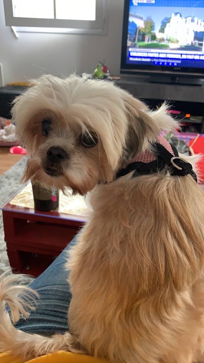 Propose Garde d’animaux