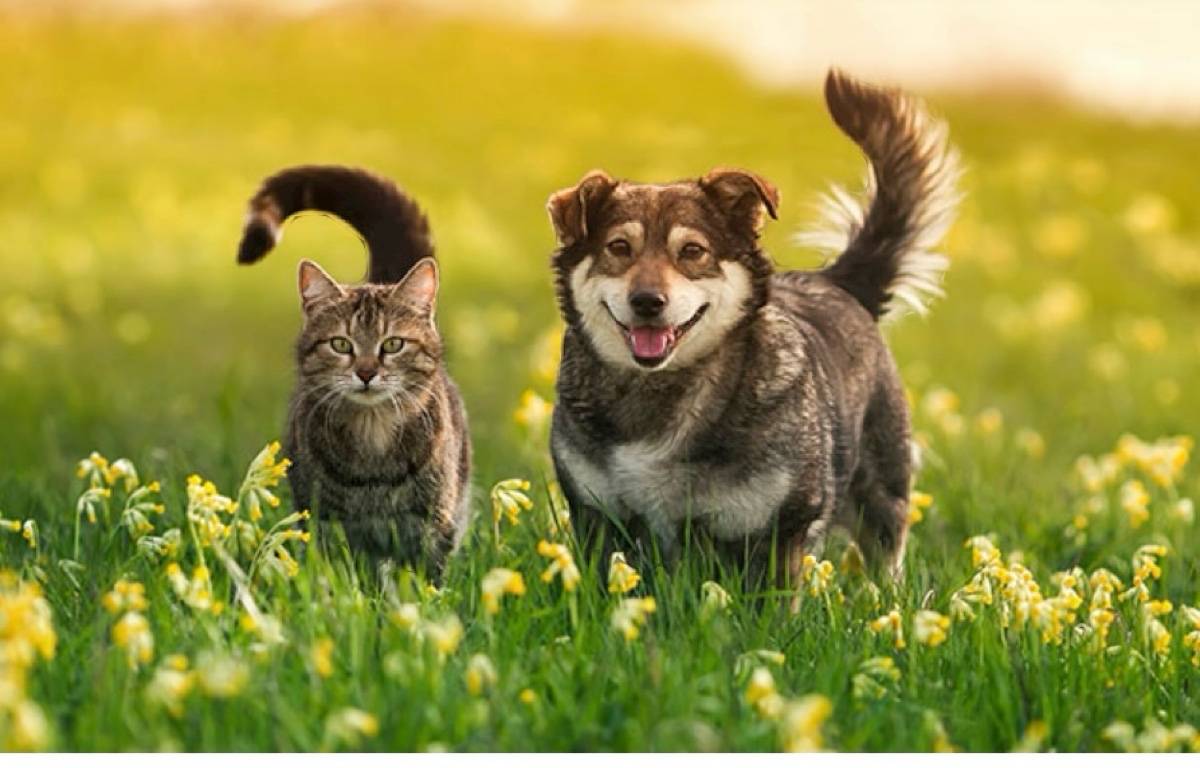 Propose garde d’animaux