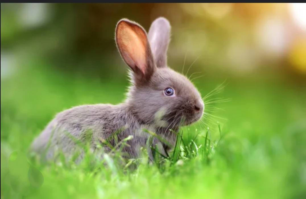 Propose garde d’animaux