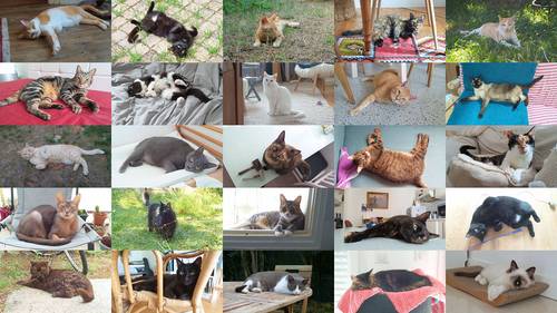 Propose garde de chats à domicile - Nantes (44000)